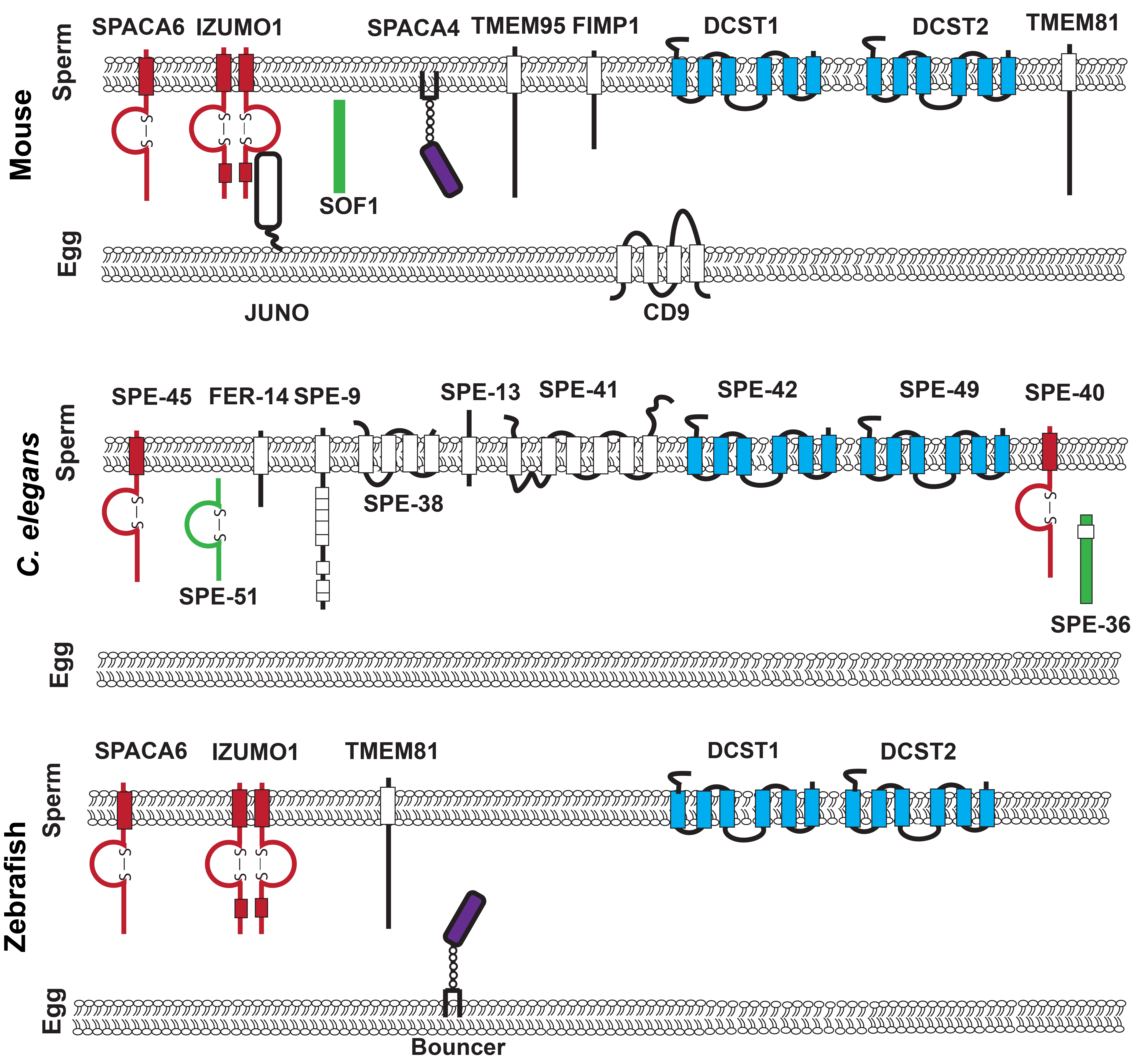 Fertilization synapse